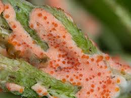 Attēlu rezultāti vaicājumam “Hypomyces armeniacus”