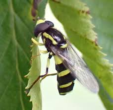 Attēlu rezultāti vaicājumam “Xanthogramma sp. male”