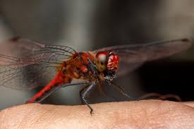 Attēlu rezultāti vaicājumam “Sympetrum sanguineum male”