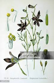 Image result for Consolida ajacis oder Consolida regalis