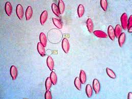 Attēlu rezultāti vaicājumam “Lepiota clypeolaria”