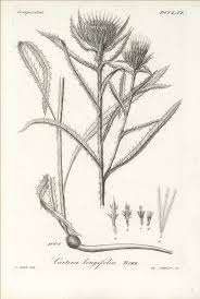 Attēlu rezultāti vaicājumam “Carlina biebersteinii”