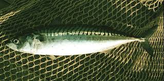 Image result for Petrus rupestris