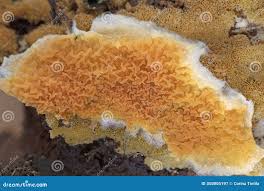 Attēlu rezultāti vaicājumam “Leucogyrophana mollusca”