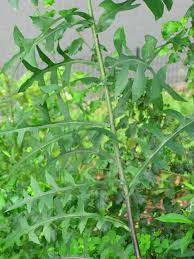 Attēlu rezultāti vaicājumam “Linaria loeselii”