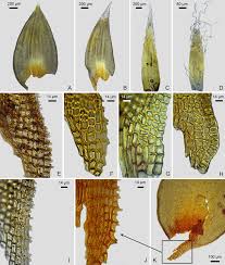 Attēlu rezultāti vaicājumam “Hedwigia ciliata sporophyte”