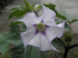 Image result for Datura stramonium