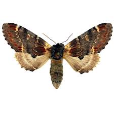 Attēlu rezultāti vaicājumam “Notodontidae”