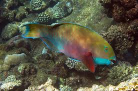 Image result for Chlorurus gibbus