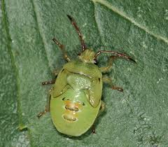 Attēlu rezultāti vaicājumam “Elasmostethus interstinctus imago”