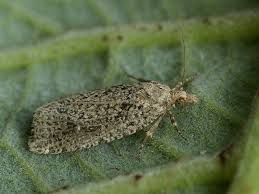 Attēlu rezultāti vaicājumam “Epiblema grandaevana”