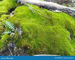 Attēlu rezultāti vaicājumam “| Dicranum”