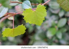 Attēlu rezultāti vaicājumam “Menispermum dauricum fruit”