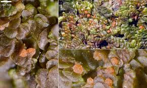 Attēlu rezultāti vaicājumam “Octosporella jungermanniarum”