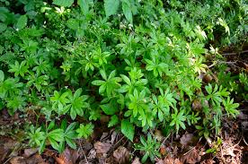 Attēlu rezultāti vaicājumam “Galium odoratum leaf”