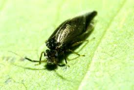 Attēlu rezultāti vaicājumam “Psococerastis gibbosa”