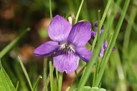 Attēlu rezultāti vaicājumam “Viola riviniana flower”