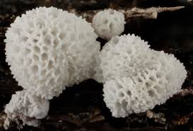 Attēlu rezultāti vaicājumam “Ceratiomyxaceae”