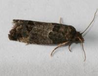 Attēlu rezultāti vaicājumam “Spilonota ocellana”