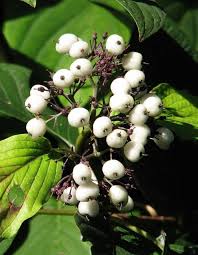 Attēlu rezultāti vaicājumam “Cornus sericea fruit”