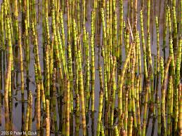 Attēlu rezultāti vaicājumam “Equisetum fluviatile”
