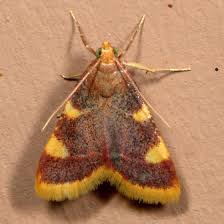 Attēlu rezultāti vaicājumam “Hypsopygia costalis”