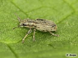 Attēlu rezultāti vaicājumam “Chlorophanus viridis”