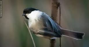 Attēlu rezultāti vaicājumam “Poecile montanus”