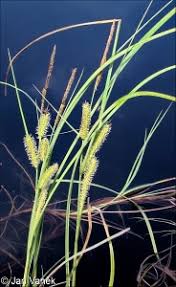 Attēlu rezultāti vaicājumam “Carex rostrata”