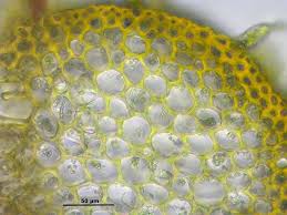 Attēlu rezultāti vaicājumam “Palustriella”