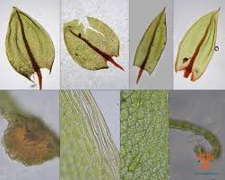 Attēlu rezultāti vaicājumam “Bryum pseudotriquetrum”