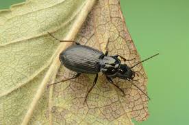 Attēlu rezultāti vaicājumam “Pterostichus oblongopunctatus”