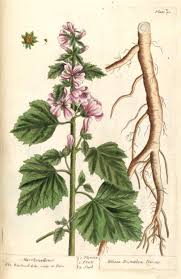 Image result for Althaea officinalis