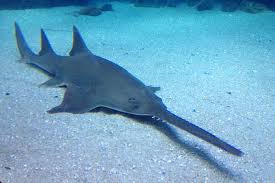 Image result for Pristis pristis