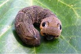 Attēlu rezultāti vaicājumam “Laothoe populi larva”