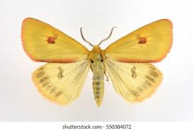 Attēlu rezultāti vaicājumam “Diacrisia sannio”