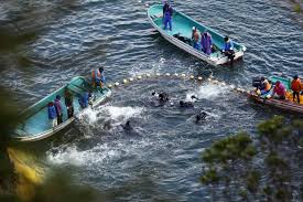 Image result for massacre golfinhos dinamarca