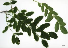 Attēlu rezultāti vaicājumam “Robinia pseudoacacia leaf”