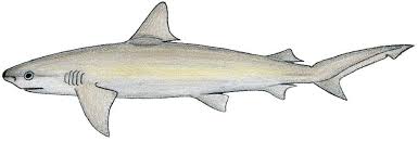 Image result for Carcharhinus acronotus