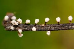 Attēlu rezultāti vaicājumam “Craterium aureonucleatum”