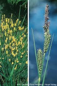 Attēlu rezultāti vaicājumam “Carex elata flower”
