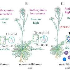Attēlu rezultāti vaicājumam “Cardaminopsis arenosa fruit”