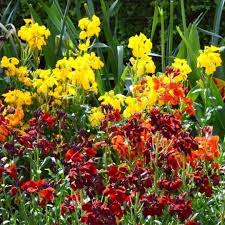 Image result for Cheiranthus cheiri