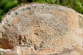 Attēlu rezultāti vaicājumam “Inonotus radiatus”