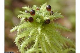 Attēlu rezultāti vaicājumam “Sphagnum flexuosum”