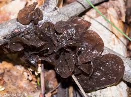 Attēlu rezultāti vaicājumam “Exidia glandulosa”