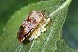 Attēlu rezultāti vaicājumam “Elasmucha grisea imago”