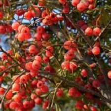 Attēlu rezultāti vaicājumam “Taxus wallichiana”