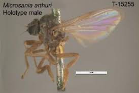 Attēlu rezultāti vaicājumam “Platypezidae”