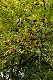 Attēlu rezultāti vaicājumam “Crataegus persimilis fruit”